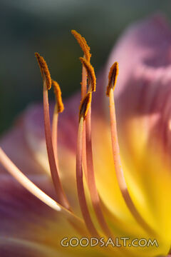 Pink Flower Close-Up
