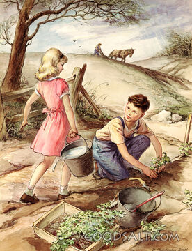 Planting Sweet Potatoes