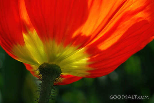 Poppy From Underneath