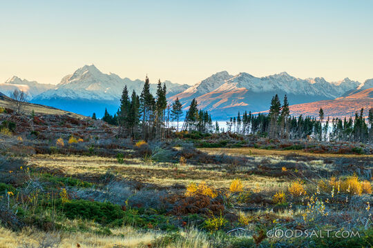Pretty tall flowers and undergrowth on the edge of a lake.