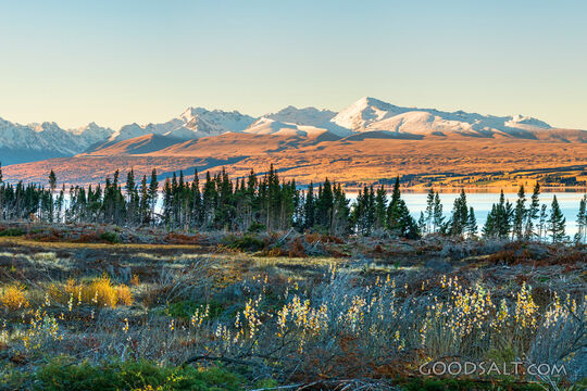 Pretty tall flowers and undergrowth on the edge of a lake.
