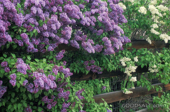 Purple and White Lilacs Along a Fence