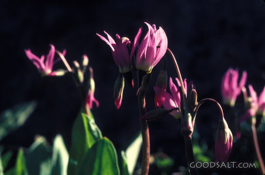 purple flowers in bloom