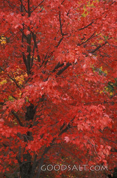 Red Leaves