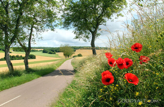 Red Poppies and Country Lane