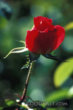 Red Rose