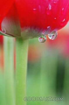 Red Tulip With Raindrop Reflections
