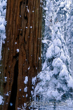 Redwood Tree Covered in Snow