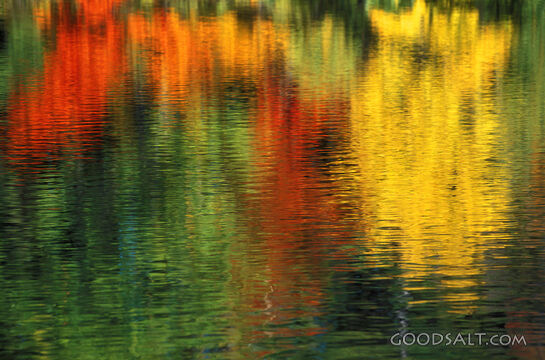 Reflection of Flowers on Water
