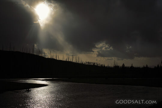 WYOMING. Yellowstone National Park. Morning sun flashing thr