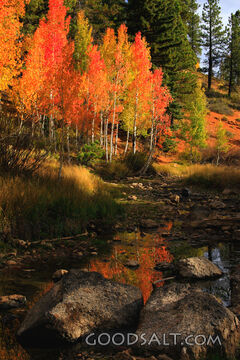 UTAH. Dixie National Forest at Aspen Mirror Lake on Highway 