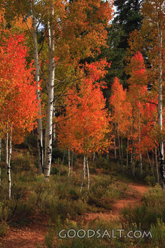 UTAH. Dixie National Forest at Aspen Mirror Lake on Highway 