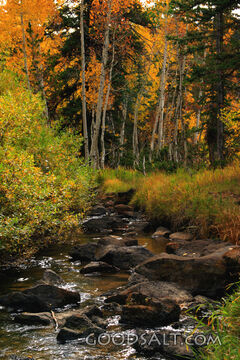 UTAH. Dixie National Forest near Aspen Mirror Lake on Highwa