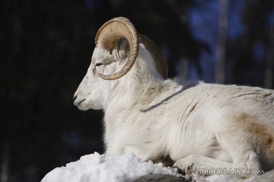 ALASKA. Anchorage. The Alaska Zoo. Dall Sheep (Ovis dalli da