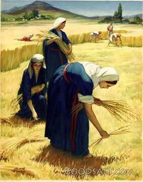 Ruth the Gleaner