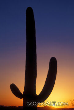 Saguaro Cactus Silhouette at Sunset