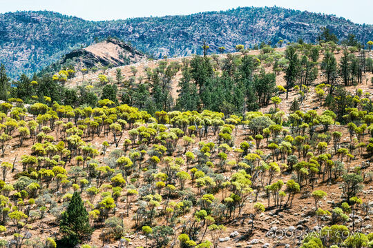 scenery of Flinders Ranges