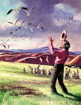 Seagulls and Crickets