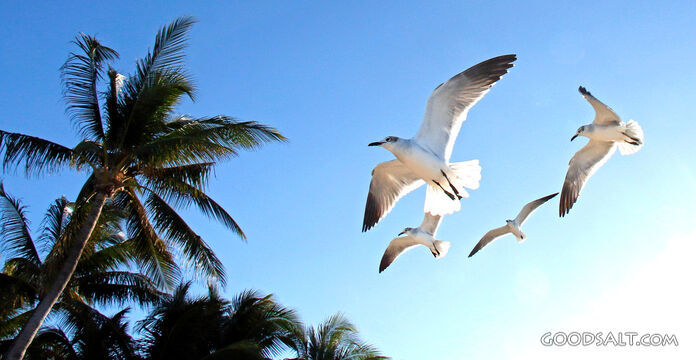 Seagulls in Flight