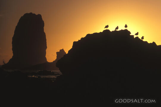 Seagulls in Silhouette at Sunset