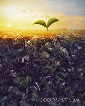 Seedling grows through the trash