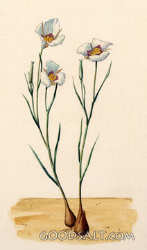 Sego Lily