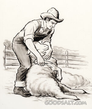 Sheep Shearing