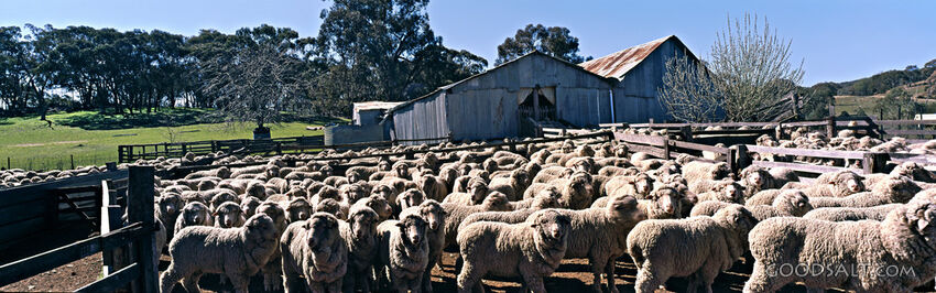 Sheep Waiting for Shearing
