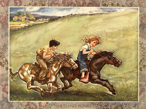 Shetland Ponies
