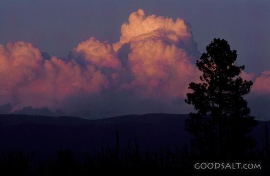 Silhouett of Tree With Fluffy Clouds
