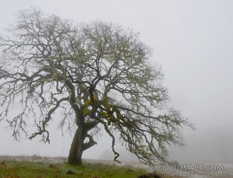 Single Oak Tree in Winter Fog