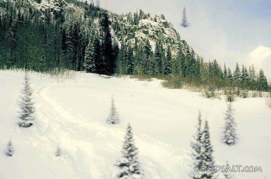 Snow Covered Meadow With Trees