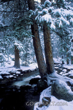 Snow Covered Trees next to Creek