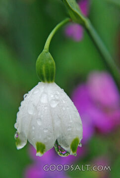 Snowdrop After Rain