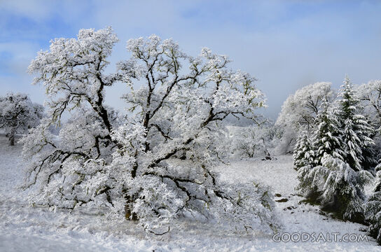 Snowy Oak 