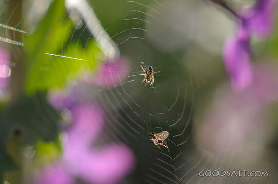 Spider and Web