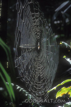 Spider Web