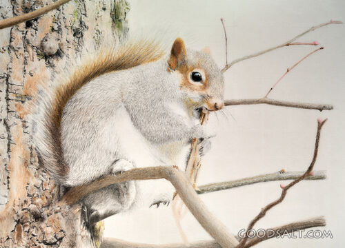 Squirrel