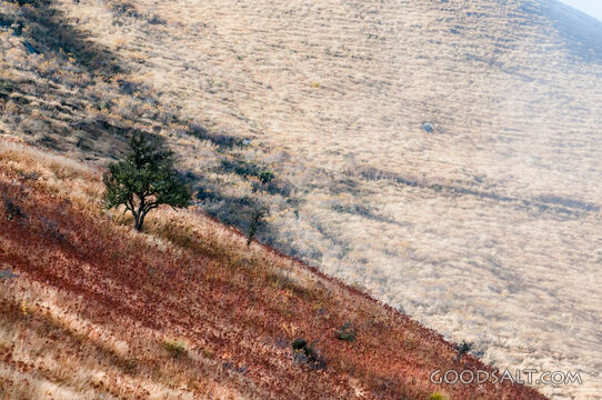 Steep angled grassy hill.