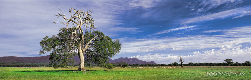 stunning country scenery with trees in fields and distant rocky mountain range.