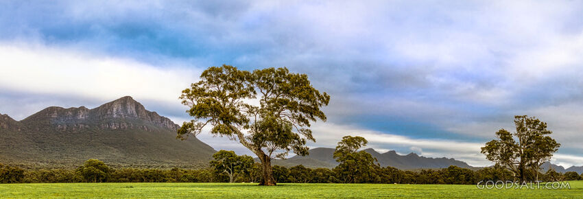 stunning country scenery with trees in fields and distant rocky mountain range.