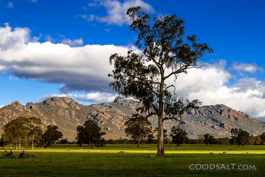stunning country scenery with trees in fields and distant rocky mountain range.