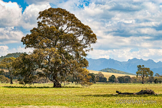 stunning country scenery with trees in fields and distant rocky mountain range.