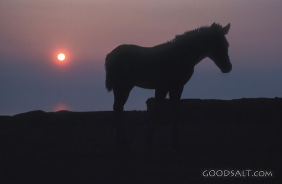 Silhouette of mule at sunset.