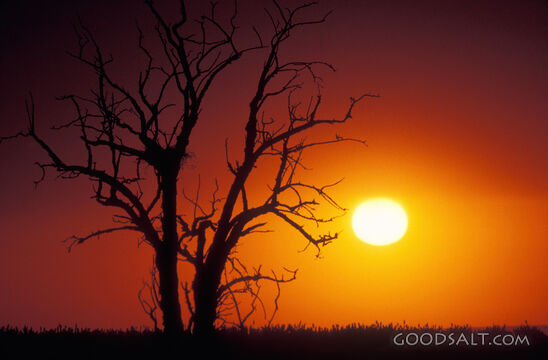 Sunset With Tree