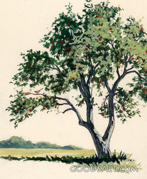The Apple Tree