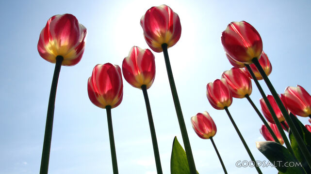 The Tulips