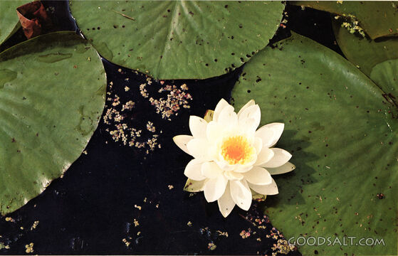 The Water Lily