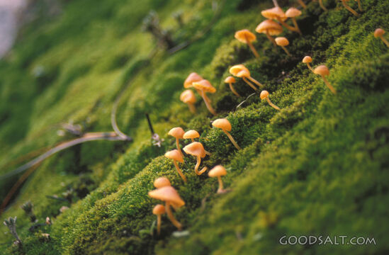 Tiny Mushrooms