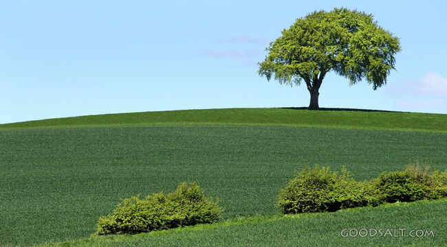 Tree on a Hill